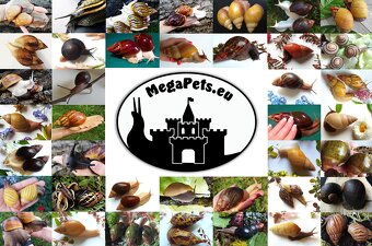 Africké slimáky Archachatina rhodostome / Achatina Snails - 7
