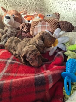 Jazvečik trpasliči - 7