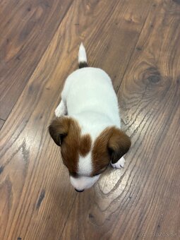 Jack Russel Terrier - JRT - 7