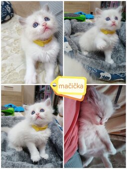 Ragdoll mačiatká - 7