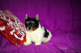 Biewer-yorkshirsky teriér s pp - 7