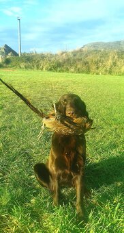 Flat coated retriever Vrh "A" - 7