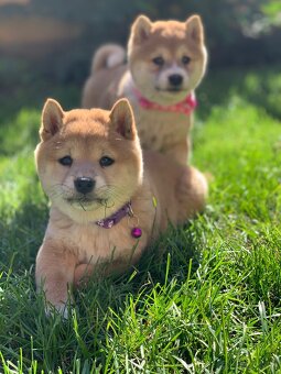 Shiba inu - 7