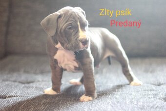 Predám šteniatka americkeho stafforda - 7