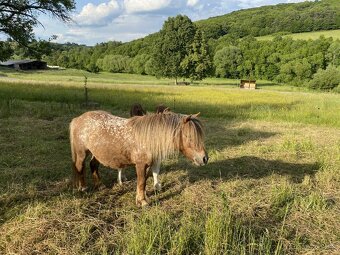 Shetland mini, minihorse a mini pony - 7