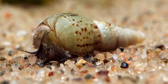 Corydoras, Panciernicek, Prisavnik, Malawi, Kotulky - 7