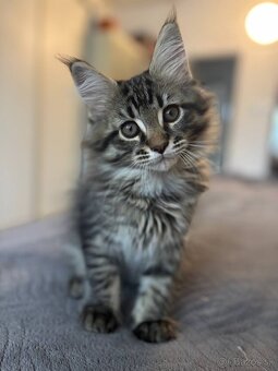 Maine Coon mačiatko - 7