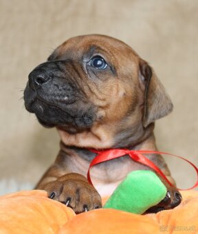Rodézsky ridgeback - 7
