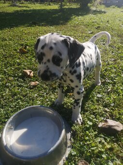 Dalmatinci šteniatka - 7