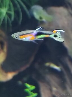 Endlerky Poecilia wingei - 7