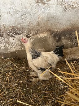 Predám kohútikov - 7