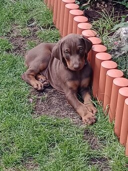 Predám šteniatka Dobermana - 7