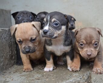 American bully pocket / sharpei - 7