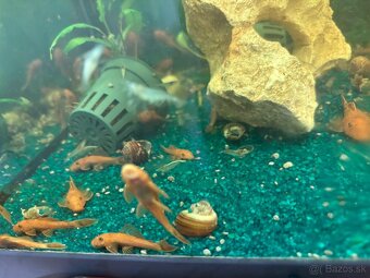 Predám red prisavniky - 7