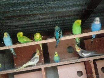 Predam korely a andulky - 7