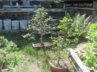 bonsai,bonsaj-hrab 16 - 7