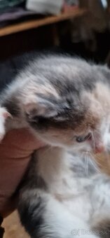 Darujem mačiatka - 7