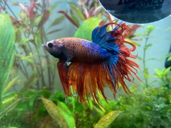 Bojovnica pestrá (samec) - 7