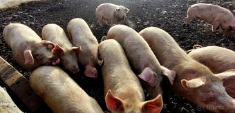 tohtoročné prasce - 7