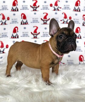 Francúzsky buldoček s PP - sučka BAMBI 🌸 - 7