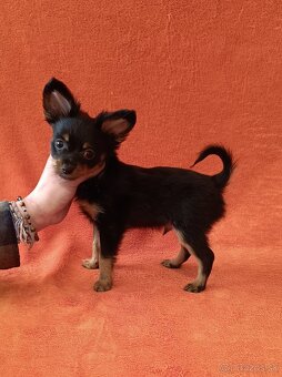 Ruský toy s PP - dlouhosrstý - 7