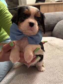 Cavalier King Charles Španiel - 7