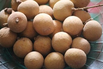 Longan-Dimocarpus longan Champoo - 7