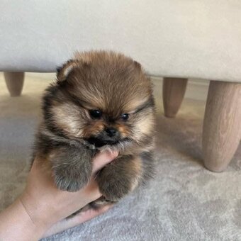 Pomeranian mini - 7