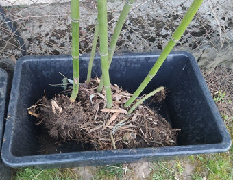 Planty bambus odkopy zakorenené stalozelený mrazuvzdorný - 7
