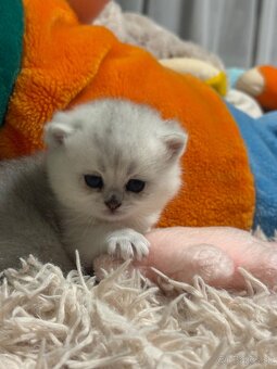 Britská strieborná činčila - 7