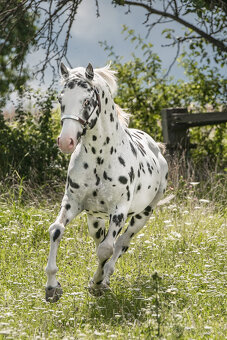 Appaloosa - ročná kobyla čierny leopard - 7