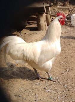 Biela australorpka - 7