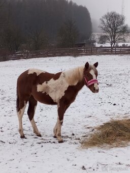 Pripustanie AQHA, APHA, APPA, aj ine - 7