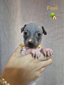 Americký bezsrstý teriér - 7