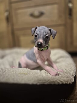 Americký bezsrstý teriér - 7