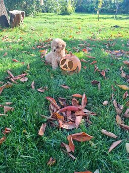 Maltipoo - 7