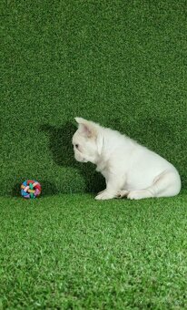 Francúzsky buldoček - 7