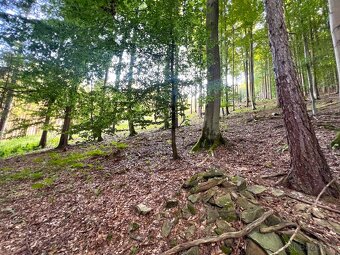 16.500 m2 LES, podiel 1/1, Petrovice (Bytča) - 7