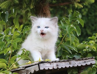 Ragdoll - láska na celý život - 7