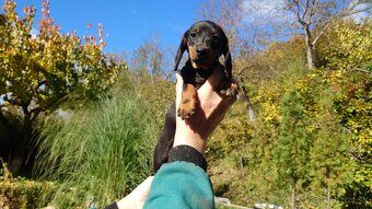 Jazvečik čistokrvny trpasliči krátkosrsty - 7