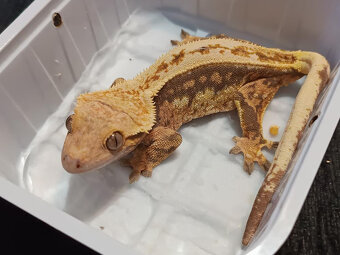 Pagekon řásnatý ( Cilliatus) - 2 - 7