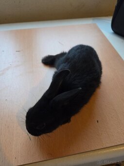 Zakrsle králičky - 7