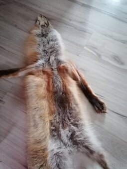 Liška práva kožušina - 7