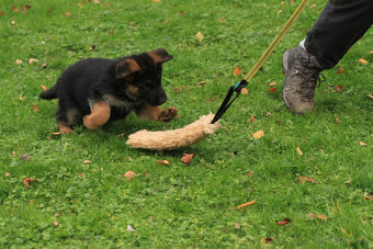 Německy ovčiak - 7