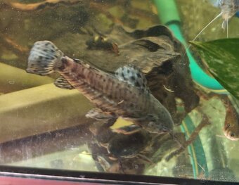 Predám akvarijné rybičky - 7