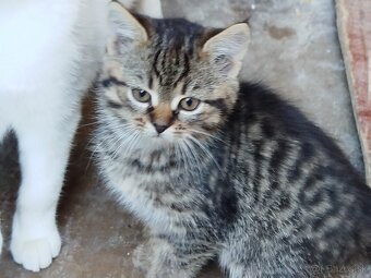 Darujem dve mačičky - 7