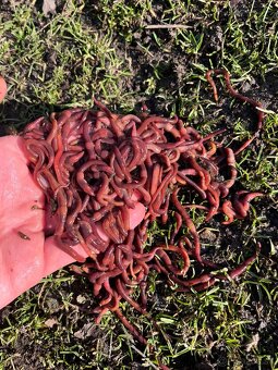 Kalifornské a Hnojné Dážďovky - 7