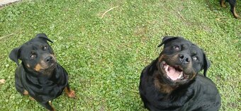 Na predaj šteniatka Rottweilera 🐶Eladó rottweiler kiskutyá - 7