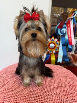 York, Yorkshire, Yorkshirsky terier, mini yorkshire - 7