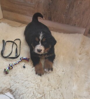 Bernský salašnický pes - 7